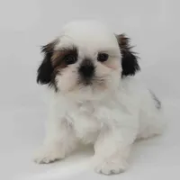Ginger, a female Shih Tzu for sale in Los Angeles, CA – Photo 2 of 4