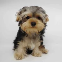 Hera, a female Yorkshire Terrier for sale in Los Angeles, CA – 3 of 4