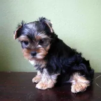 Peach, a female Yorkshire Terrier for sale in Los Angeles, CA – 3 of 4