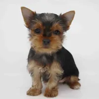 Sunny, a female Yorkshire Terrier for sale in Los Angeles, CA – Photo 3 of 4