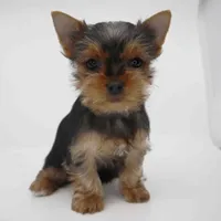 Sunny, a female Yorkshire Terrier for sale in Los Angeles, CA – Photo 4 of 4