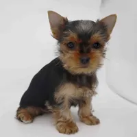 Sunny, a female Yorkshire Terrier for sale in Los Angeles, CA – Photo 2 of 4