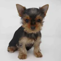 Sunny, a female Yorkshire Terrier for sale in Los Angeles, CA – Photo 1 of 4