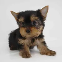 Lucky, a male Yorkshire Terrier for sale in Los Angeles, CA – Photo 5 of 6