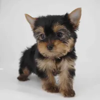Lucky, a male Yorkshire Terrier for sale in Los Angeles, CA – Photo 4 of 6
