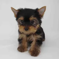 Lucky, a male Yorkshire Terrier for sale in Los Angeles, CA – Photo 6 of 6