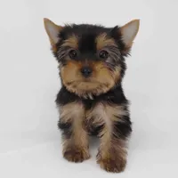 Lucky, a male Yorkshire Terrier for sale in Los Angeles, CA – Photo 3 of 6