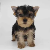 Daisy, a female Yorkshire Terrier for sale in Los Angeles, CA – 5 of 5