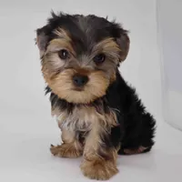 Breeze, a male Yorkshire Terrier for sale in Los Angeles, CA – 4 of 5