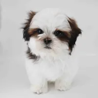 Skye, a male Shih Tzu for sale in Los Angeles, CA – 5 of 6
