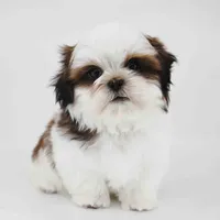 Skye, a male Shih Tzu for sale in Los Angeles, CA – 2 of 6