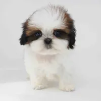 Imperial Shih-tzu Cona, a male Shih Tzu for sale in Los Angeles, CA – 3 of 5