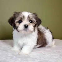 Enzo, a male Shih Tzu and Mal Shi for sale in Los Angeles, CA – 7 of 7