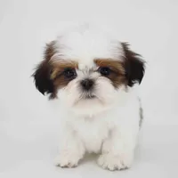 Teddy, a male Shih Tzu for sale in Los Angeles, CA – 3 of 5