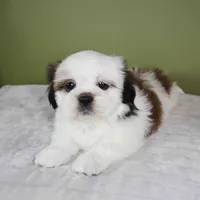 Ray, a male Shih Tzu for sale in Los Angeles, CA – 4 of 5