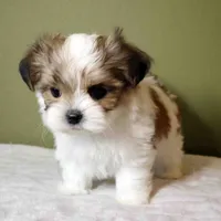 Miso, a male Shih Tzu and Mal Shi for sale in Los Angeles, CA – 5 of 6