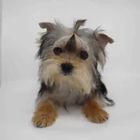 T-cup Merry, a female Yorkshire Terrier for sale in Los Angeles, CA – 3 of 3