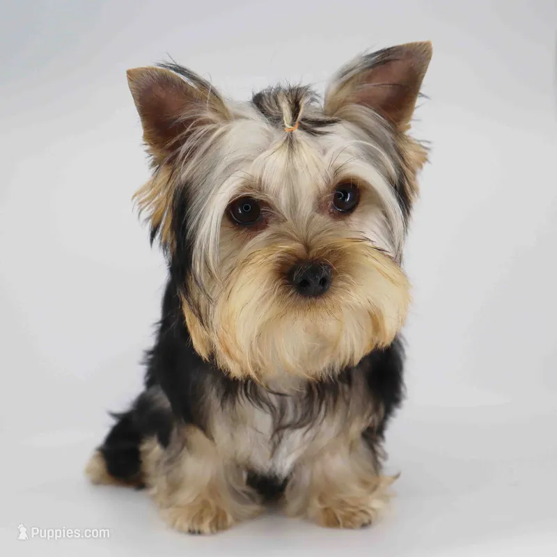 Nova – Yorkshire Terrier puppy for sale in Los Angeles, CA