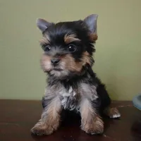 Leo, a male Yorkshire Terrier for sale in Los Angeles, CA – 4 of 5