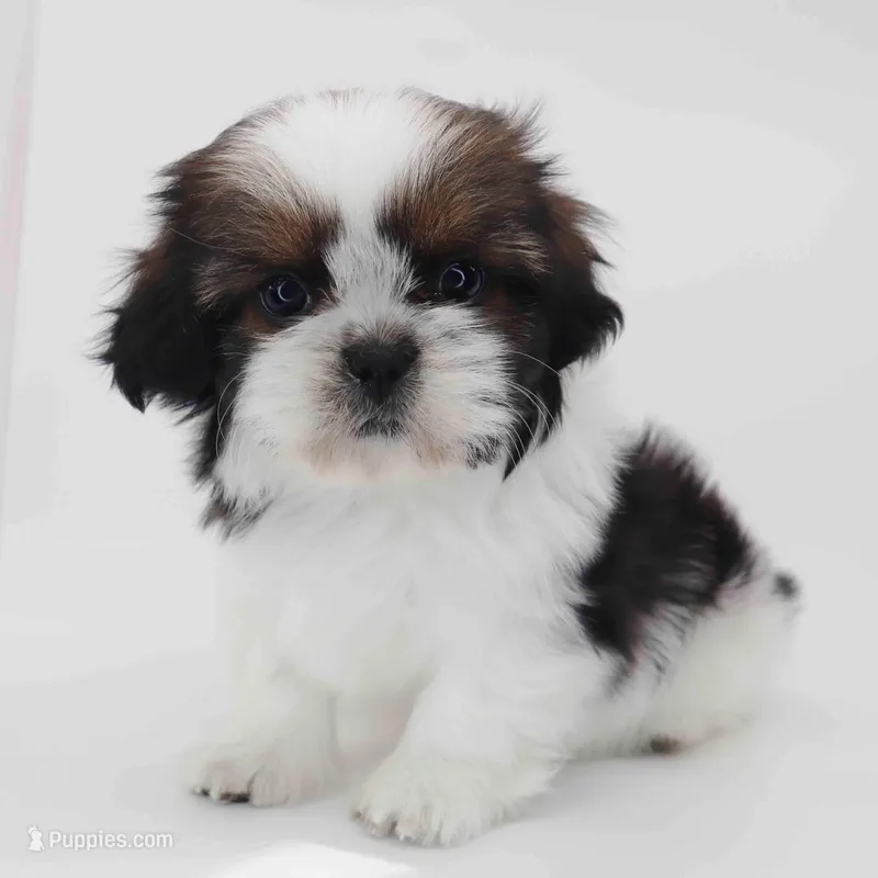 Lucia, a female Shih Tzu for sale in Los Angeles, CA – Photo 1 of 5
