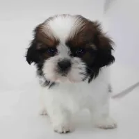 Lucia, a female Shih Tzu for sale in Los Angeles, CA – Photo 2 of 5