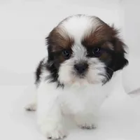 Lucia, a female Shih Tzu for sale in Los Angeles, CA – Photo 3 of 5