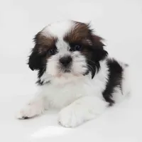 Lucia, a female Shih Tzu for sale in Los Angeles, CA – Photo 5 of 5