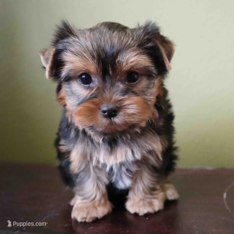 Summer – Yorkshire Terrier puppy for sale in Los Angeles, CA