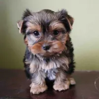 Summer, a male Yorkshire Terrier for sale in Los Angeles, CA – 1 of 5