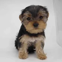Tulip, a male Yorkshire Terrier for sale in Los Angeles, CA – 3 of 5