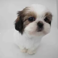 Hazel, a female Shih Tzu for sale in Los Angeles, CA – Photo 5 of 5