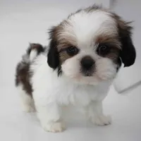 Hazel, a female Shih Tzu for sale in Los Angeles, CA – Photo 2 of 5