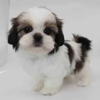 Hazel, a female Shih Tzu for sale in Los Angeles, CA – Photo 3 of 5