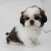 Hazel, a female Shih Tzu for sale in Los Angeles, CA – Photo 4 of 5