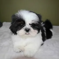 Oreo, a female Shih Tzu for sale in Los Angeles, CA – 4 of 5