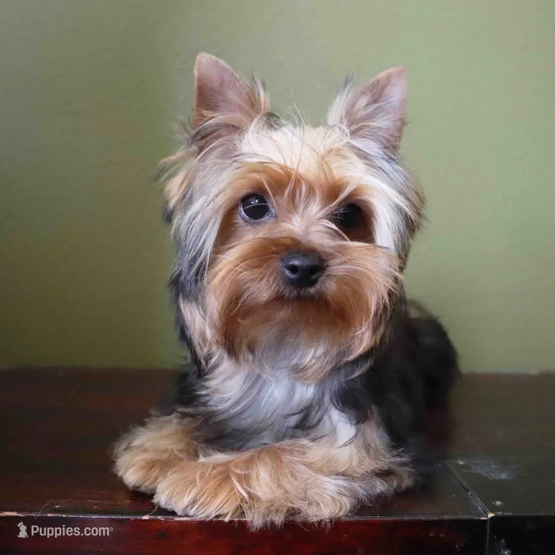 Juno – Yorkshire Terrier puppy for sale in Los Angeles, CA