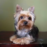 Juno, a male Yorkshire Terrier for sale in Los Angeles, CA – 1 of 5