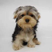 Hera, a female Yorkshire Terrier for sale in Los Angeles, CA – 4 of 4