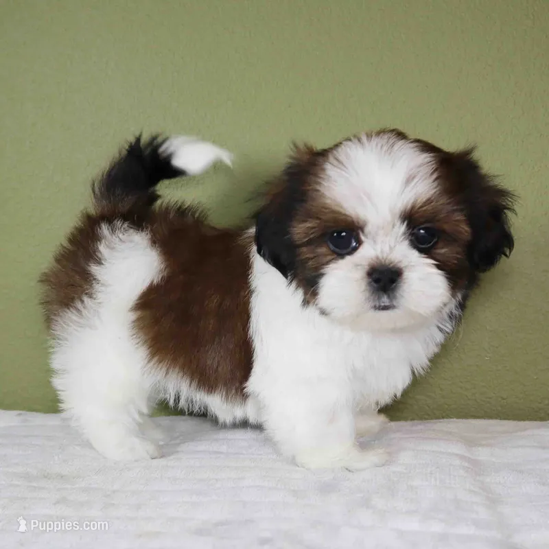 Aster – Shih Tzu puppy for sale in Los Angeles, CA