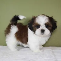 Aster, a female Shih Tzu for sale in Los Angeles, CA – 1 of 5