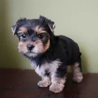 Sunny, a male Yorkshire Terrier for sale in Los Angeles, CA – 2 of 5