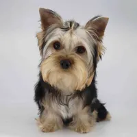 Nova, a male Yorkshire Terrier for sale in Los Angeles, CA – 3 of 4