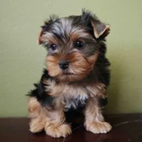Peach, a female Yorkshire Terrier for sale in Los Angeles, CA – 2 of 4