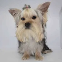 Toby, a male Yorkshire Terrier for sale in Los Angeles, CA – 3 of 3