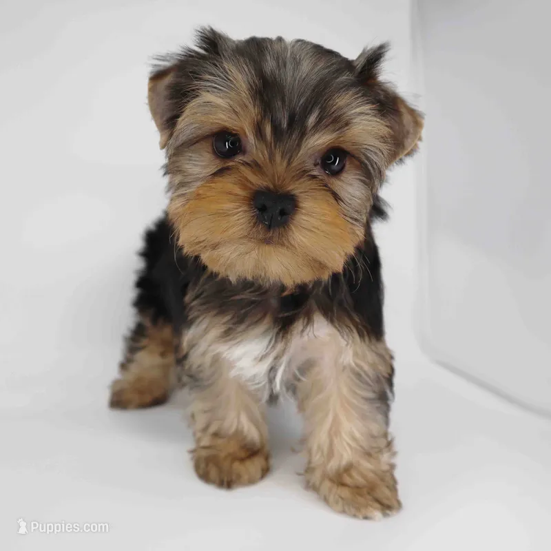 Sunny – Yorkshire Terrier puppy for sale in Los Angeles, CA