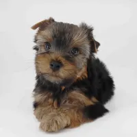 Mochi, a male Yorkshire Terrier for sale in Los Angeles, CA – 2 of 5
