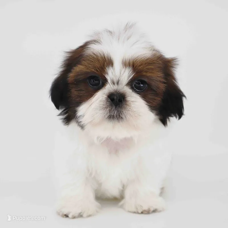 Imperial Shih-Tzu Bunny – Shih Tzu puppy for sale in Los Angeles, CA