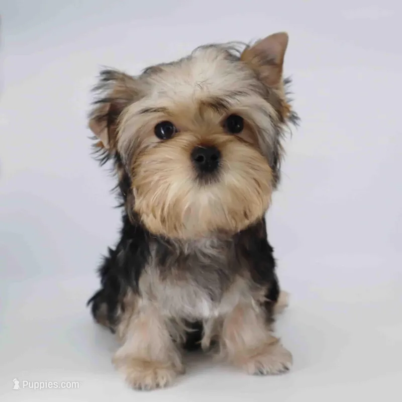 TOBY – Yorkshire Terrier puppy for sale in Los Angeles, CA
