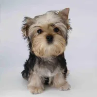 TOBY, a male Yorkshire Terrier for sale in Los Angeles, CA – Photo 1 of 4