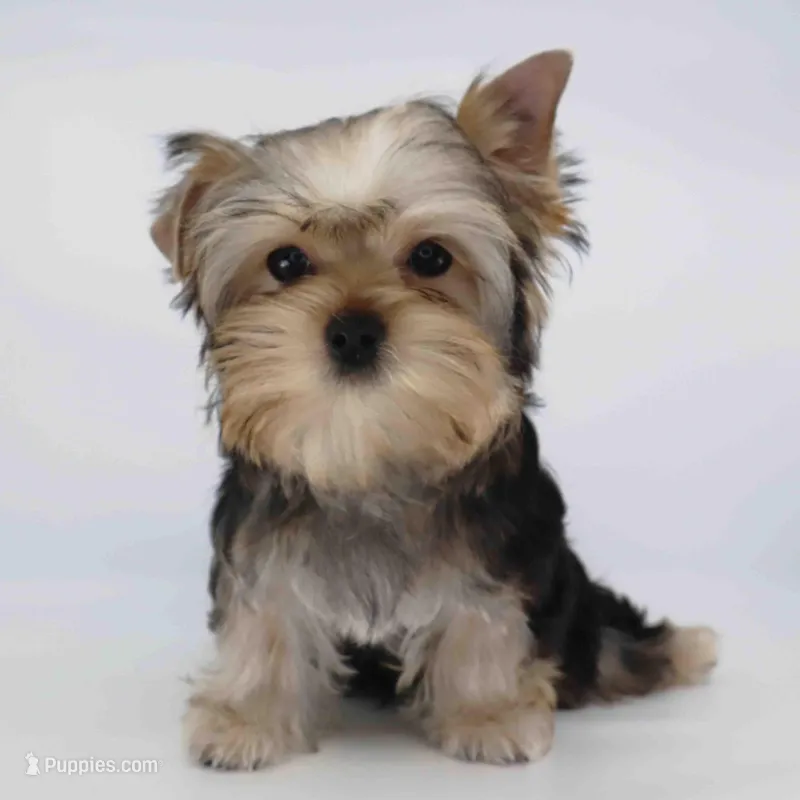 TOBY – Yorkshire Terrier puppy for sale in Los Angeles, CA